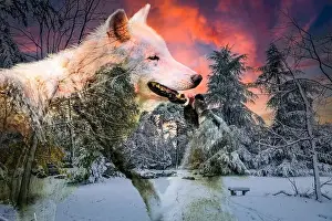 Wolf Cub Prints: view of an arctic wolf and its cub in a beautiful winter setting