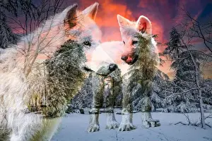 Wolf Cub Prints: view of an arctic wolf and its cub in a beautiful winter setting