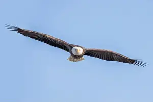 Soaring Prints: Front view of a bald eagle flying
