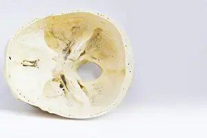 Anterior Prints: top view of base of the human skull showing sphenoid bone and foramen magnum for anatomy in isolated white background