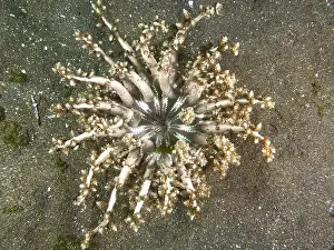 Cala Prints: Top view of beige-coloured tree anemone