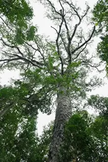 Tsitsikamma Prints: View at the Big Tree of Tsitsikamma National Park on South Africa