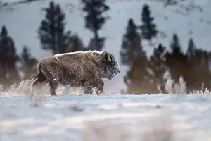 Harsh Prints: Side View of a Bison in a Snowy Winter Landscape