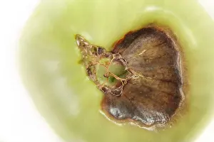 Partial Prints: Top view of blossom end rot disease on tomato