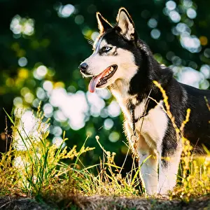 Siberian Prints: Side view of blue eye Husky Dog with open mouth and tongue standing on green grass
