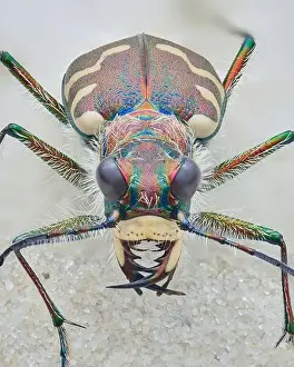 Focus Stacking Prints: Full view of a brown tiger beetle with cream white spots on the elytra and dense white hairs