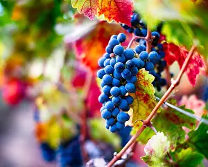 Red Red Prints: View of a Bunch of Ripe Blue Grapes on the Vine, Oakville, Napa Valley, California