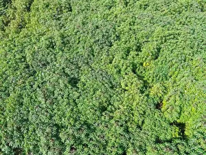 Tapioca Prints: Top view cassava leaves from above of crops in green