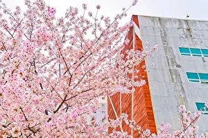 Institute Prints: View of the cherry blossoms in spring at Ewha Womans University in Seoul, South Korea