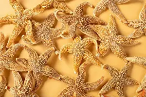 Mollusks Prints: top view Chinese medicine starfish or Asteroidea horizontal composition