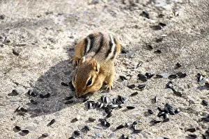 Cheek Prints: Front view of a chipmunk eating sunflower seeds on the ground around him