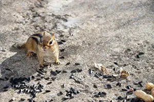 Cheek Prints: Front view of a chipmunk. Sunflower seeds and peanuts on the ground around him
