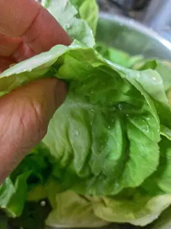 Wellness Prints: A top view close up of a hand checking and rinsing wet