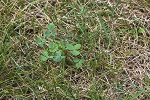 Top Down Prints: Top view and close-up of Trifolium repens
