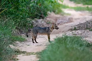Wetlands Prints: Side view of a Crab-eating fox on a sandy path in the Pantanal Wetlands
