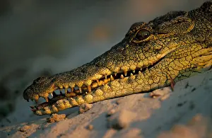 Snout Prints: Side view of crocodile head resting on a sandbank Okavango Delta Botswana