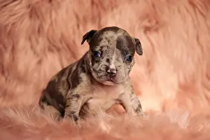 Whiskers Prints: side view of cute brown American bully sitting on pink furry background