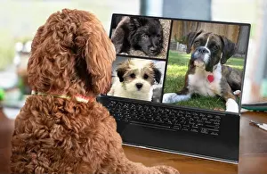 Coworkers Prints: Back view of dog talking to dog friends in video conference