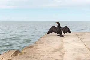 Great Lakes Prints: Back view of a double-breasted cormorant sunning it's wings on dock