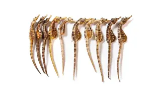Asian Culture Prints: top view dry seahorse or hippocampus rotating on white horizontal composition
