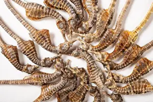Asian Culture Prints: top view dry seahorse or hippocampus on white