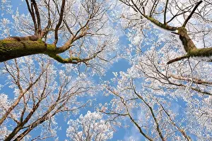 Bottom view on a f winter snowy trees in the blue sky. Frosty branches with hoarfrost twigs in a sunny day. Landscape photography