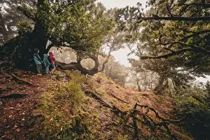 Tree Branches Prints: View of a family standing underneath spooky overgrown laurel trees at the Fanal forest on Madeira
