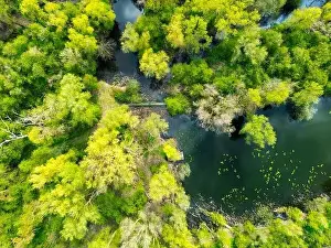 Waterlily Prints: Top down view of a famous nature reserve in the UK showing lush woodlands and a fresh water river