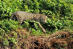 Camouflaged Prints: Side View of a female Jaguar, Panthera onca