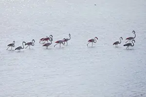 Flamingo Prints: View of Flamingo flock resting standing in water