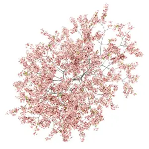top view of flowering peach tree isolated on white background