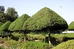 Beds Prints: View of Garden in Saudi Arabia