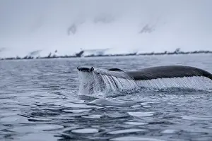 Amazing Nature Prints: View of humpback whale tail in the Southern Ocean, Anrarctica