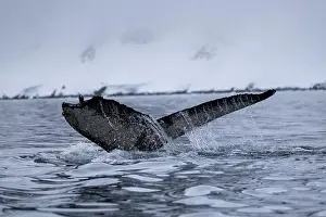 Amazing Nature Prints: View of humpback whale tail in the Southern Ocean, Anrarctica