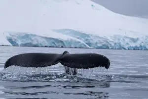 Amazing Nature Prints: View of humpback whale tail in the Southern Ocean, Anrarctica
