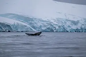 Amazing Nature Prints: View of humpback whale tail in the Southern Ocean, Anrarctica