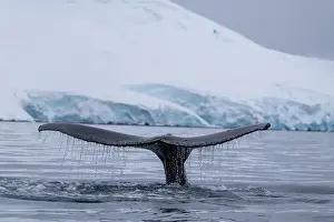 Amazing Nature Prints: View of humpback whale tail in the Southern Ocean, Anrarctica