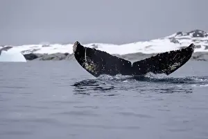 Amazing Nature Prints: View of humpback whale tail in the Southern Ocean, Anrarctica