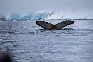Amazing Nature Prints: View of humpback whale tail in the Southern Ocean, Anrarctica