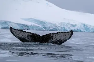 Amazing Nature Prints: View of humpback whale tail in the Southern Ocean, Anrarctica