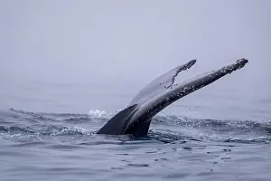 Amazing Nature Prints: View of humpback whale tail in the Southern Ocean, Anrarctica