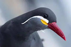 Head Shot Prints: View of an Inca tern, Larosterna inca
