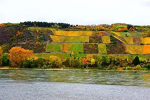 Autumn Colors Prints: view to Leutesdorf with autumn colored vineyards