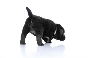 Smelling Prints: back view of little labrador retriever dog with collar looking around