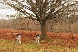 Bracken Prints: A view of the markings on the rear end of two female fallow deer grazing in a winter landscape under a tree