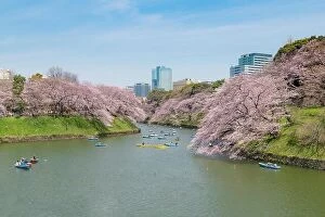 Images Dated 5th April 2017: View of massive cherry blossom in Tokyo, Japan as background