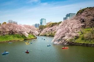 Images Dated 5th April 2017: View of massive cherry blossom tree with poeple oar kayak boat in Tokyo, Japan as background