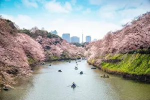 View of massive cherry blossom tree with poeple oar kayak boat in Tokyo, Japan as background. Photoed at Chidorigafuchi, Tokyo, Japan. Landscape and n
