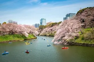 View of massive cherry blossom tree with poeple oar kayak boat in Tokyo, Japan as background. Photoed at Chidorigafuchi, Tokyo, Japan. Landscape and n