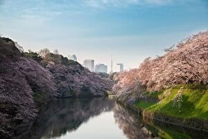 Images Dated 5th April 2017: View of massive cherry blossoming in Tokyo, Japan as background